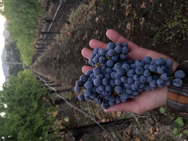 Jason of La Razza Cellars harvesting Cabernet grapes at dawn, Mauricimo's Vineyard, Calistoga CA